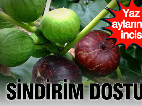 Sindirim dostu yaz aylarinin incisi incir meyvesinin mucizevi faydalari WrD2jNtK.jpg