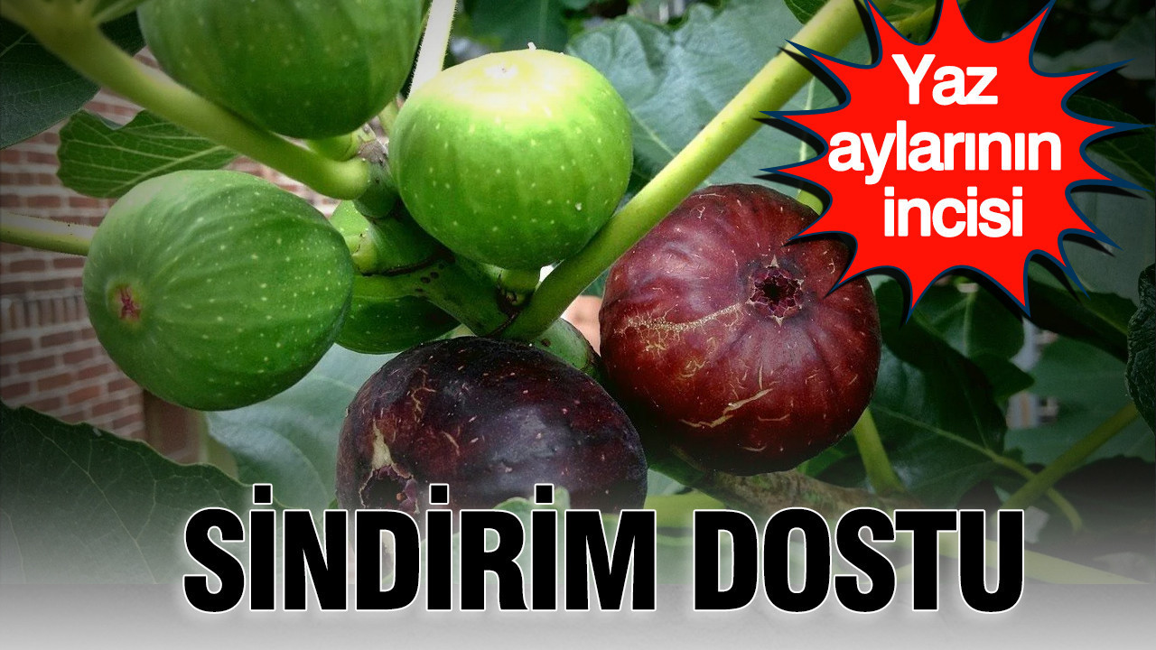 Sindirim dostu: Yaz aylarının incisi incir meyvesinin mucizevi faydaları