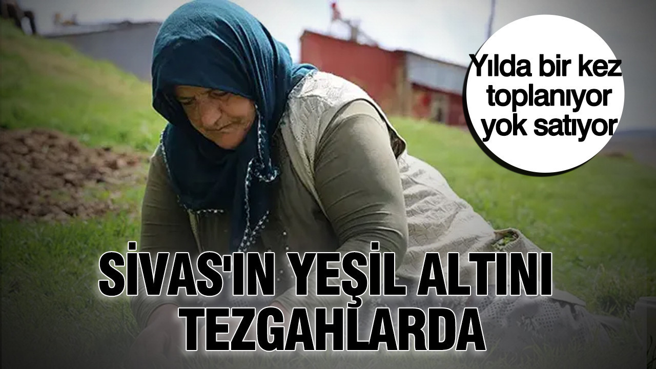Sivas’ın yeşil altını tezgahlarda: Yılda bir kez toplanıyor, yok satıyor