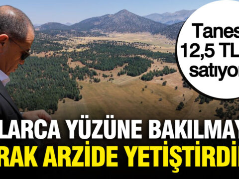 Tanesini 125 tlden satiyorlar corak arazide yetistirip hasat ettiler UJPDis44.jpg