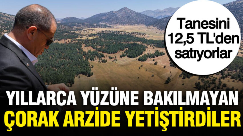 Tanesini 125 tlden satiyorlar corak arazide yetistirip hasat ettiler UJPDis44.jpg