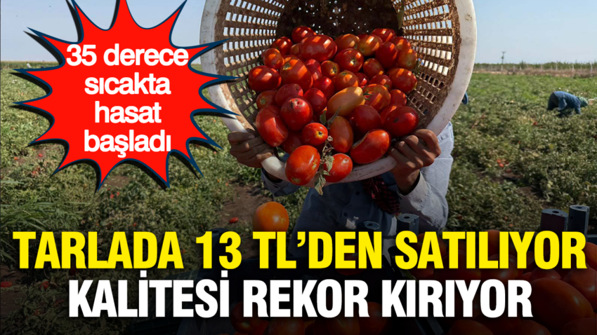 Tarlada 13 tlden satiliyor kalitesi rekor kiriyor 35 derece sicakta hasat basladi 6QVdpTST.png