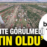 Tarlada hasat basladi fiyati 1 yilda 10 kat artti tarihte gorulmedi altin oldu hv7k4Tnv.jpg