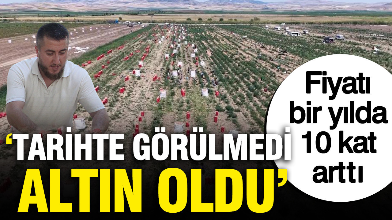 Tarlada hasat basladi fiyati 1 yilda 10 kat artti tarihte gorulmedi altin oldu hv7k4Tnv.jpg