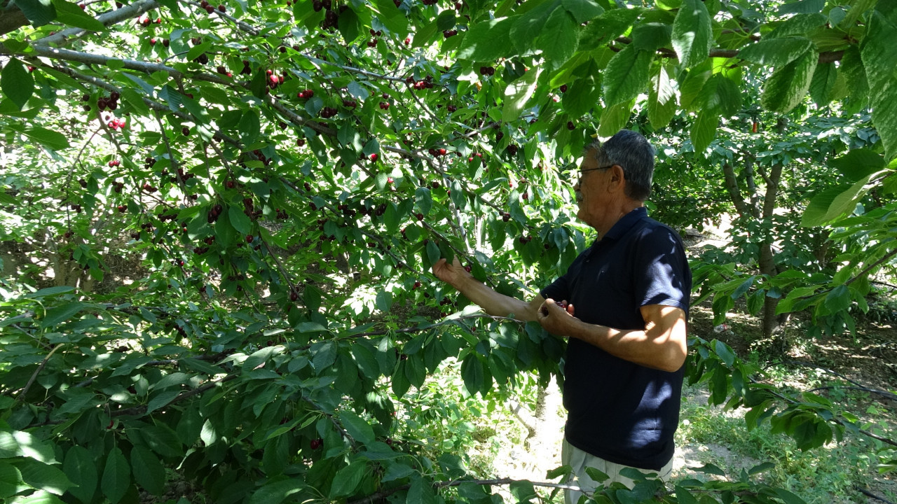 Tarlada hasat başladı kalitesine göre kilosu 70 ila 150 TL