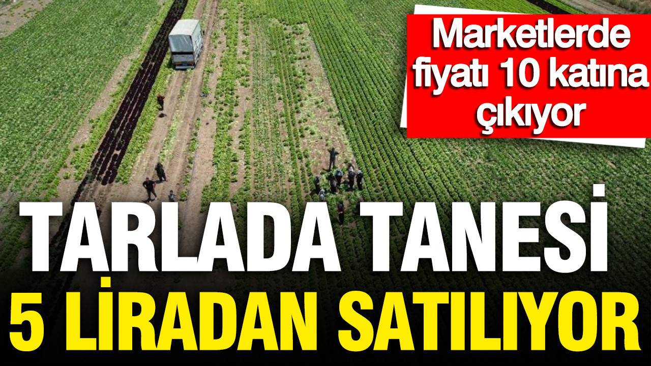 Tarlada tanesi 5 lira: Marketlerde fiyatı 10 katı, 700 dekarlık alanda hasat başladı