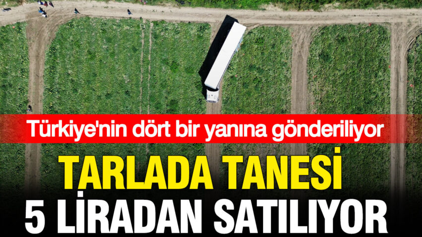 Tarlada tanesi 5 liradan satiliyor turkiyenin dort bir yanina gonderiliyor pRIY73yF.jpg