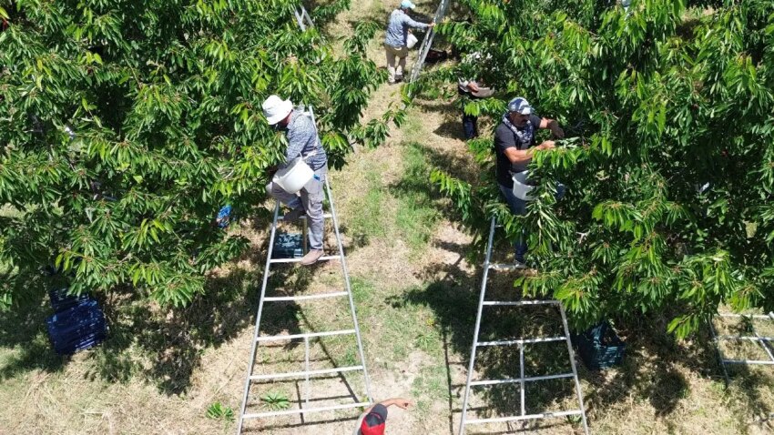 Tarlalari birlestirdiler gelirlerini katladilar rekolte 30 kat gelir 100 kat artti 61ejrU5i.jpg