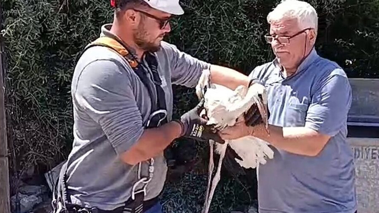 Tedavisi tamamlanan yaralı leylek yavrusu yuvasına bırakıldı