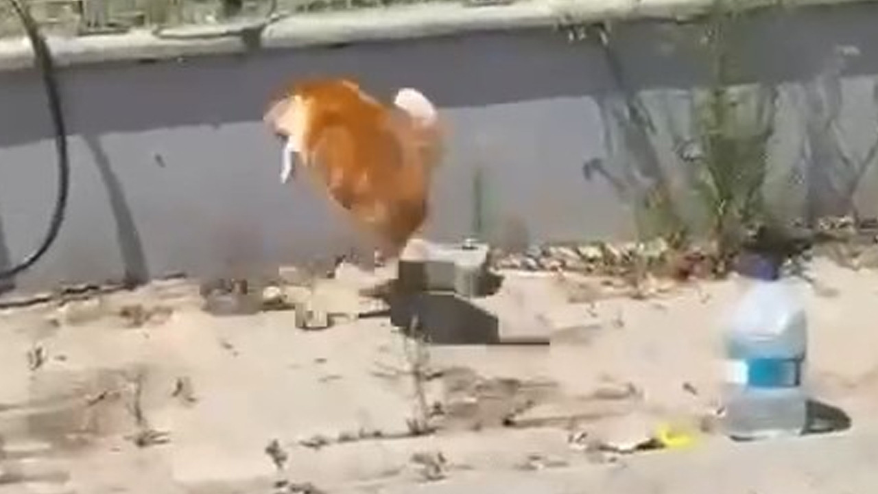 Tekirdağ’da kedi ile yılanın sokak ortasındaki ilginç mücadelesi kamerada