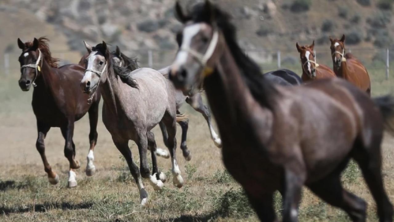 TİGEM 34 safkan Arap koşu tayı satacak