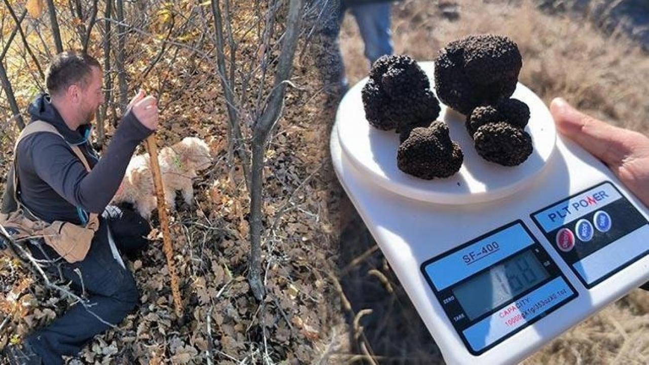 Toprağın altında hazine buldular: Kilosu 40 bin lira