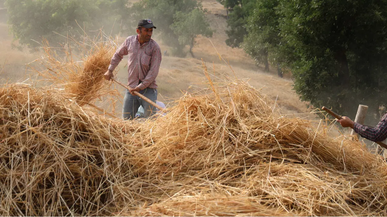Toros Dağları’nın zirvesinde zaman durdu: Makinenin giremediği yerde asırlık yöntem ile hasat…
