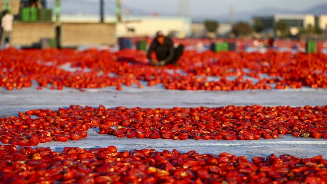Türkiye’de kurutuluyor, dünyada baş tacı ediliyor! 91 ülkenin vazgeçilmezi oldu