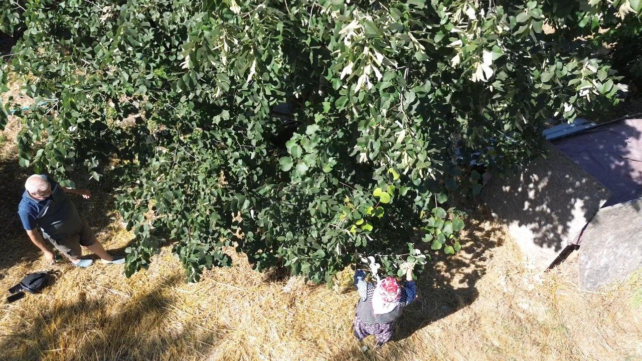 Türkiye’de yetişiyor, tüm dünya peşinde! Kilosu 5 bin lira