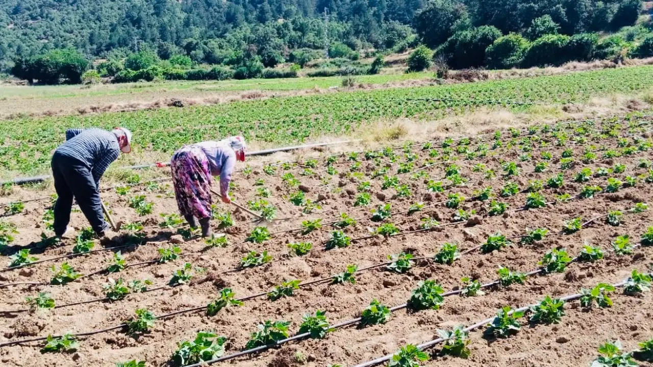 Türkiye’nin fasulye ve barbunya deposu Çamyayla’da hasat zamanı