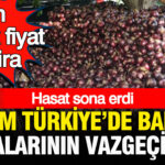 Turkiyenin her yerinde balik sofralarinin vazgecilmezi hasadi biten cografi isaretli soganda en dusuk fiyat V53KxFje.jpg