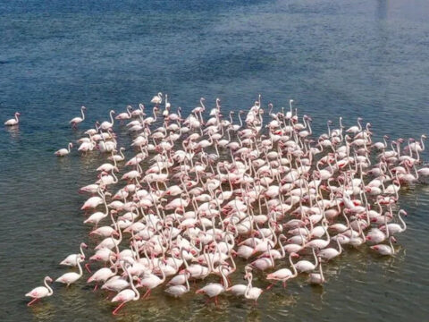 Tuz golunde flamingo sevinci 5 yilin rekoru kirildi uQAc4rNM.jpg
