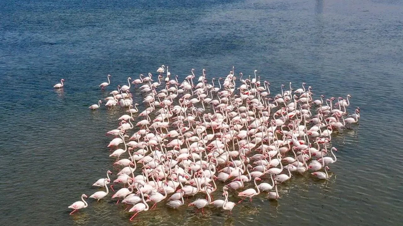 Tuz Gölü’nde flamingo sevinci: 5 yılın rekoru kırıldı