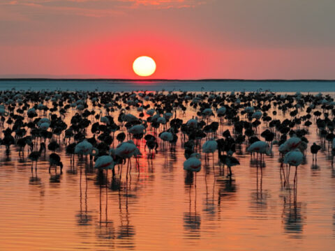 Tuz golunde gorsel solen flamingo yavrusu sayisi 5 yilin zirvesine ulasti hxtqVpDt.jpg