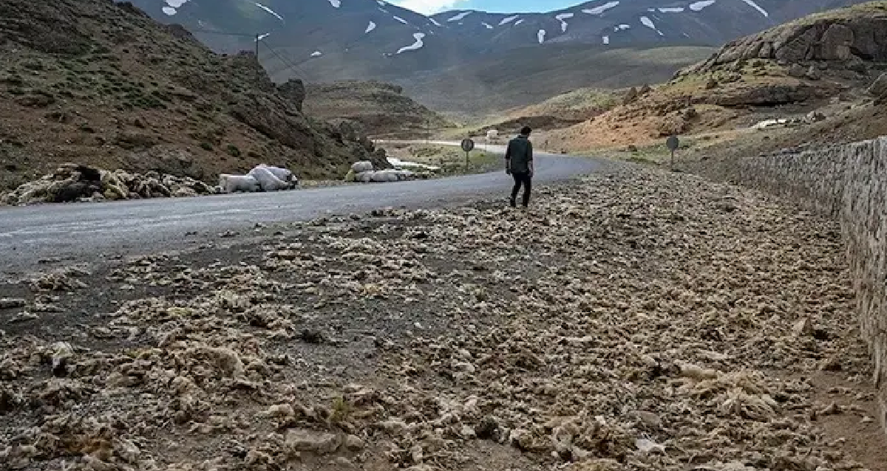 Van’da tonlarcası doğaya bırakıldı ama büyük felakete yol açacak