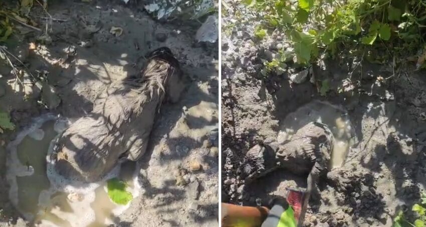 Yavru kopek mikserden dokulen betonun altinda kaldi LyHsSdMT.jpg