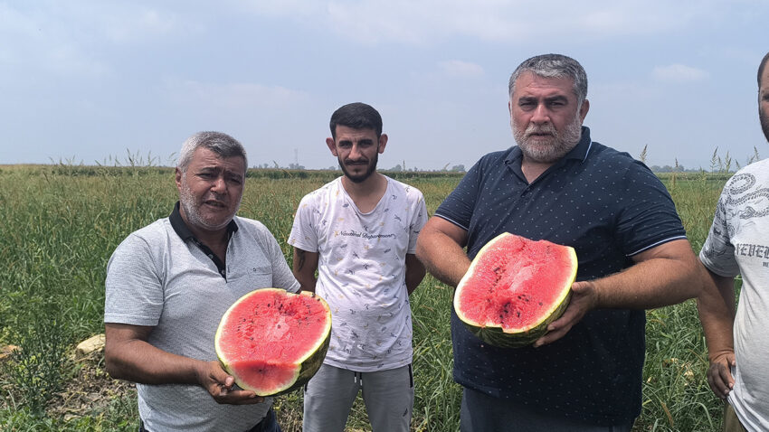 Yaz ayinin favori meyvesi karpuz tarlada kaldi alici bulamiyoruz lp65HTsb.jpg