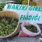 Yeni sezonun ilk findigi kilosu 200 tl S6jcNYYT.jpg