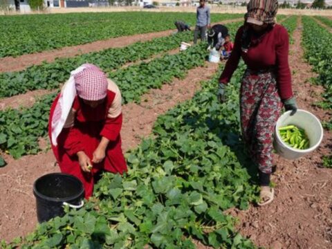 Yesil altin hasadi basladi bir yil boyunca milyonlarca sofraya ulasacak amw4bSl1.jpg