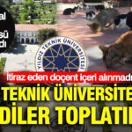 Yildiz teknik universitesinde kediler toplatildi itiraz eden docent iceri alinmadi F4lUaMQU.jpg