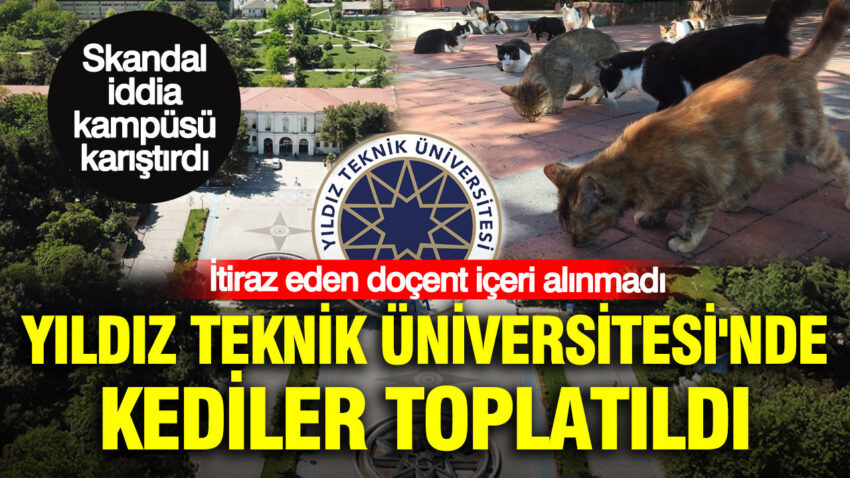 Yildiz teknik universitesinde kediler toplatildi itiraz eden docent iceri alinmadi F4lUaMQU.jpg
