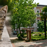 Yildiz teknik universitesinde kediler toplatildi tepki gosteren akademisyenin kampuse girisi yasaklandi ZbJ29maf.png