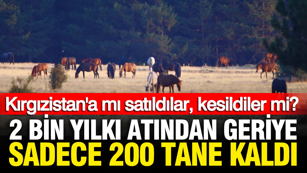 Yılkı atları gizemli şekilde yok oldu iddiası: Kırgızistan’a mı satıldılar, kesildiler mi?