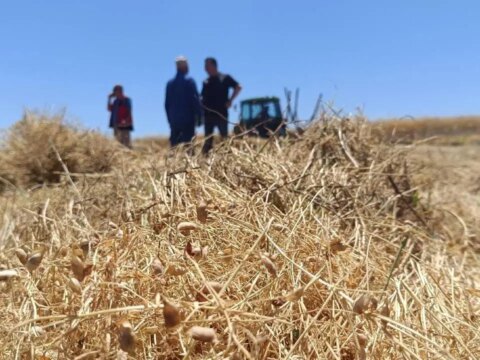 Yozgatta 225 bin dekarlik dev hasat basladi rekor rekolte VgGMNAP7.jpg