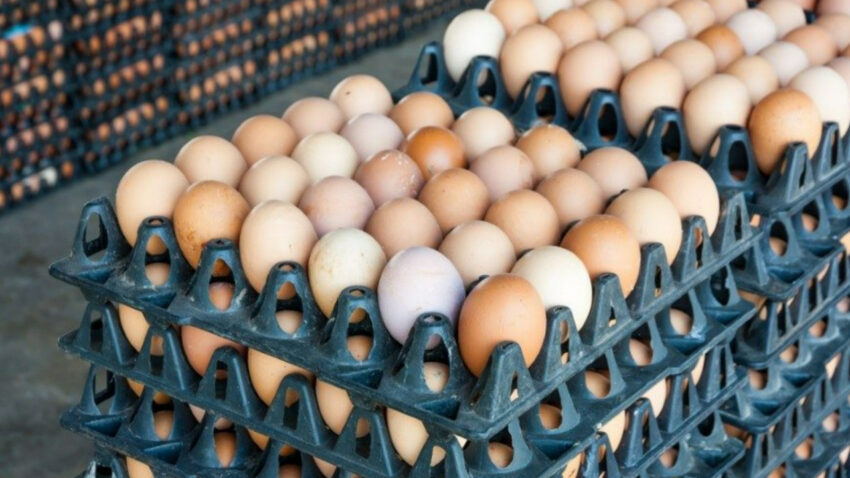 Yumurtalarda salmonella alarmi milyonlarca urun icin geri cagirma karari SOLJG9Gl.jpg