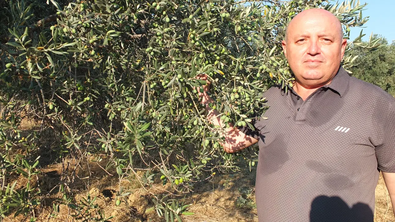 Zeytin üreticisi hasat öncesi destek istiyor: ‘Yüksek maliyet üreticiyi zorluyor’