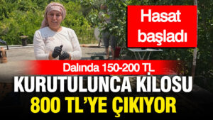 dalinda-150-200-tl-kurutulunca-kilosu-800-tlye-cikiyor-turkiyenin-dort-bir-yanina-gonderiliyor-ZeZePptS.jpg