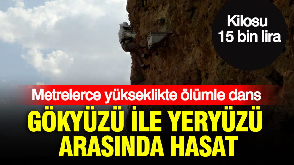 gokyuzu-ile-yeryuzu-arasinda-hasat-basladi-kilosu-15-bin-liradan-satiliyor-hvK7RjJH.jpg