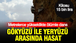 gokyuzu-ile-yeryuzu-arasinda-hasat-basladi-kilosu-15-bin-liradan-satiliyor-hvK7RjJH.jpg
