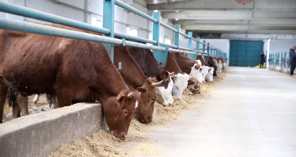 hayvancilikta-yeni-uygulama-her-hayvanin-dijital-kimligi-olacak-HPuHLBBj.jpg