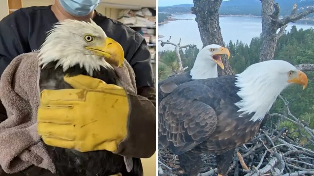 internet-fenomeni-kartal-jackie-oldu-RdbwOshz.jpg