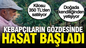 kebapcilarin-gozdesinde-hasat-basladi-kilosu-350-tlden-satiliyor-dogada-yetisiyor-TuNRPp24.jpg