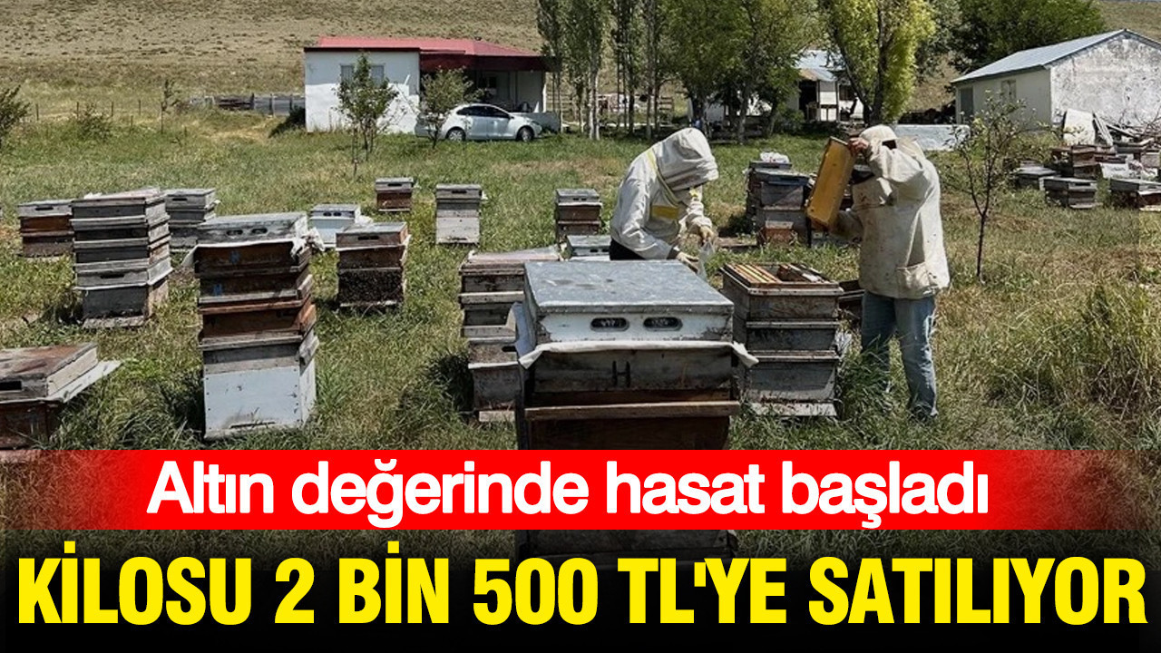 kilosu-2-bin-500-tlye-satiliyor-altin-degerinde-hasat-basladi-jRBVCGHt.jpg
