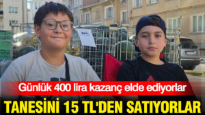 tanesini-15-tlden-satiyorlar-gunluk-400-lira-kazanc-elde-ediyorlar-Td5ggxAI.jpg